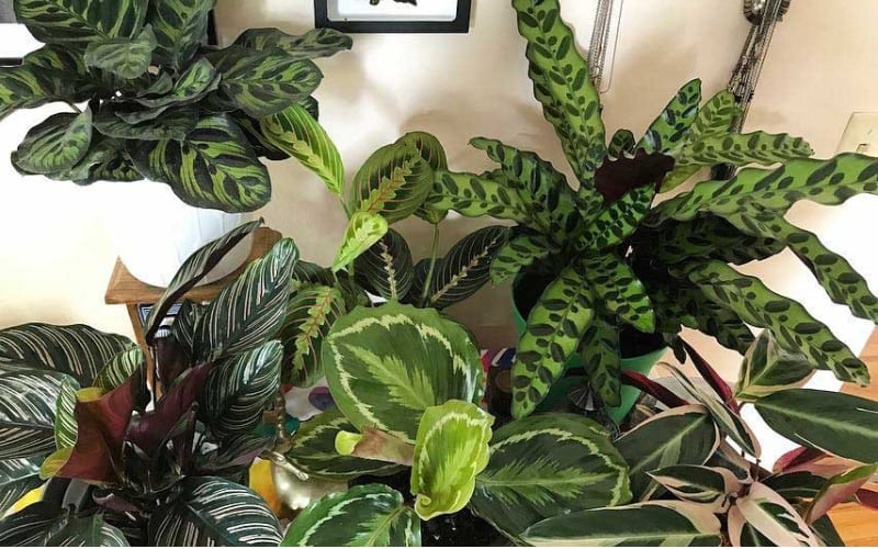 Gia chủ cần vệ sinh nhà đúng cách.