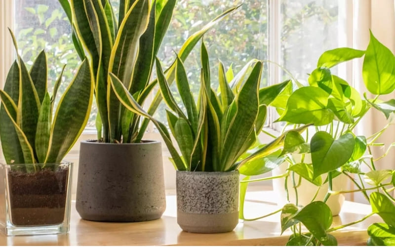 Sản phẩm giúp nhà khô thoáng, thơm mát.