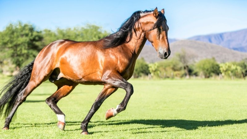 Năm 2026 là năm con Ngựa