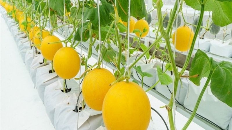 Dưa lê Kim Hoàng Hậu giá bao nhiêu? Mua ở đâu uy tín?