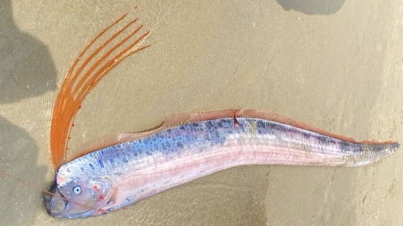 Cá mái chèo sống ở các vùng biển ôn đới và nhiệt đới