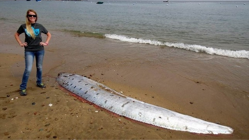 Lời đồn về “cá mái chèo” bắt nguồn từ các niềm tin tâm linh