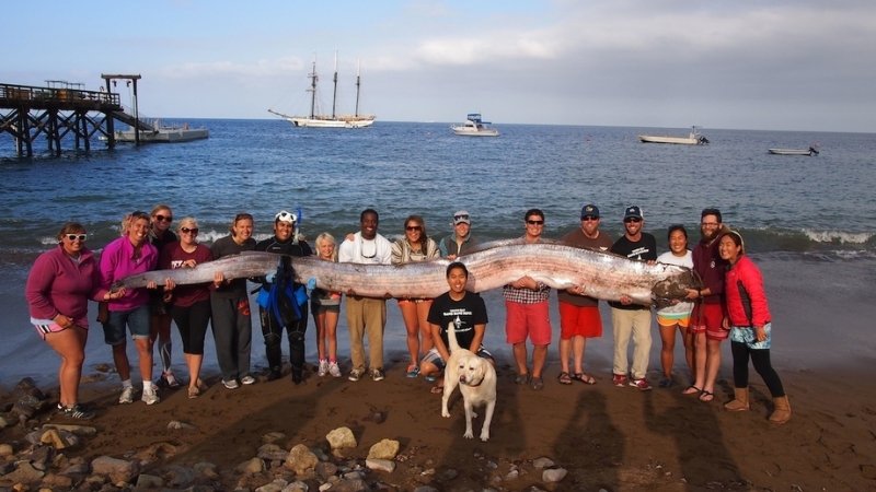 Sự xuất hiện của cá mái chèo là cơ hội hiếm có để thu thập dữ liệu về gen