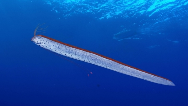 Cá mái chèo sống ở độ sâu từ 200m đến 1.000m