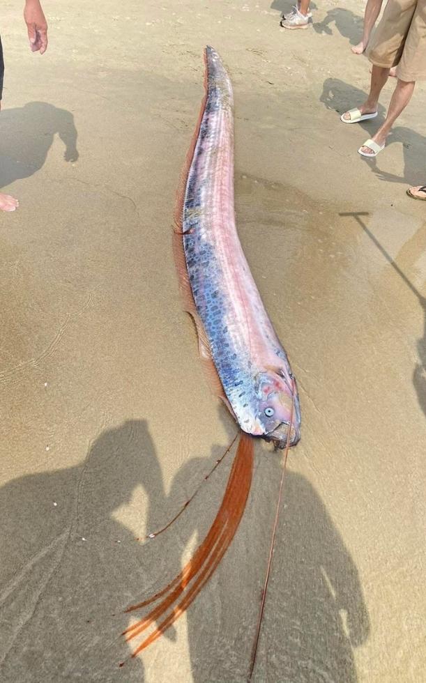 Cá mái chèo là gì? Sự thật về loài cá khổng lồ bí ẩn