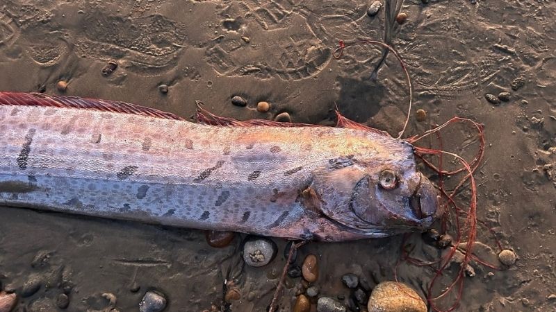 Cá mái chèo không nguy hiểm với con người