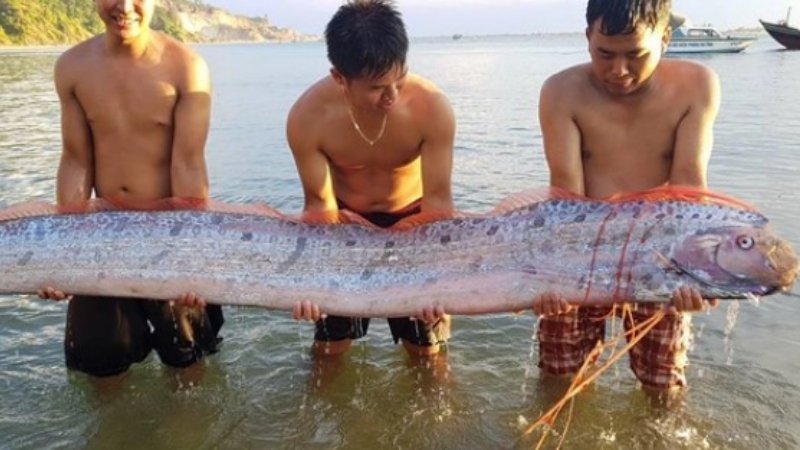 Cá nổi lên do những cơn bão lớn cuốn chúng vào bờ