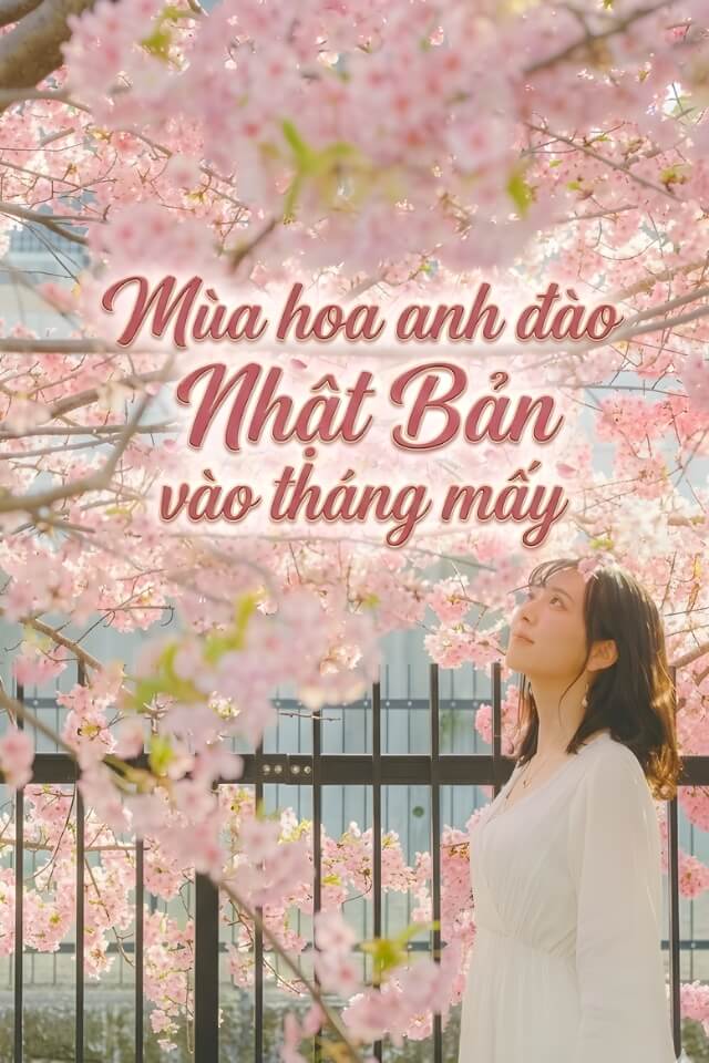 Mùa hoa anh đào Nhật Bản vào tháng mấy? Lịch nở Sakura chi tiết 2026