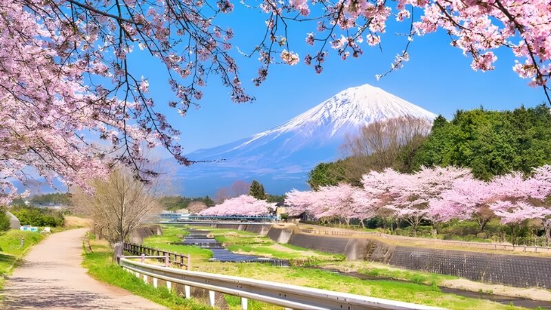 Mùa hoa anh đào Nhật Bản vào tháng mấy?