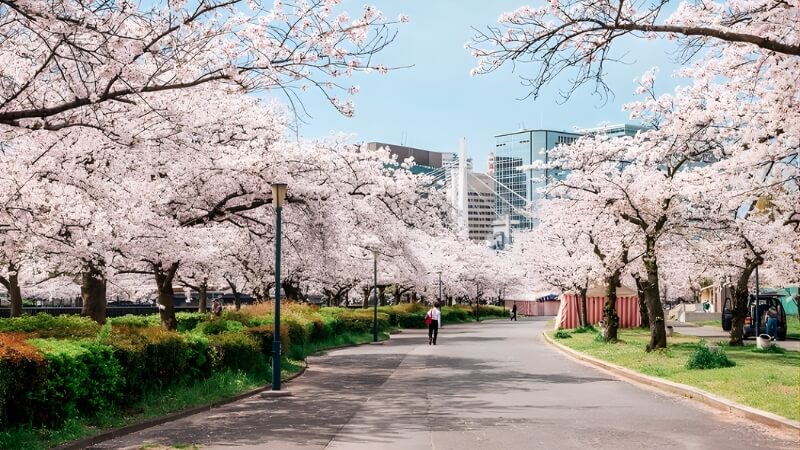 Những địa điểm ngắm hoa anh đào đẹp nhất Nhật Bản