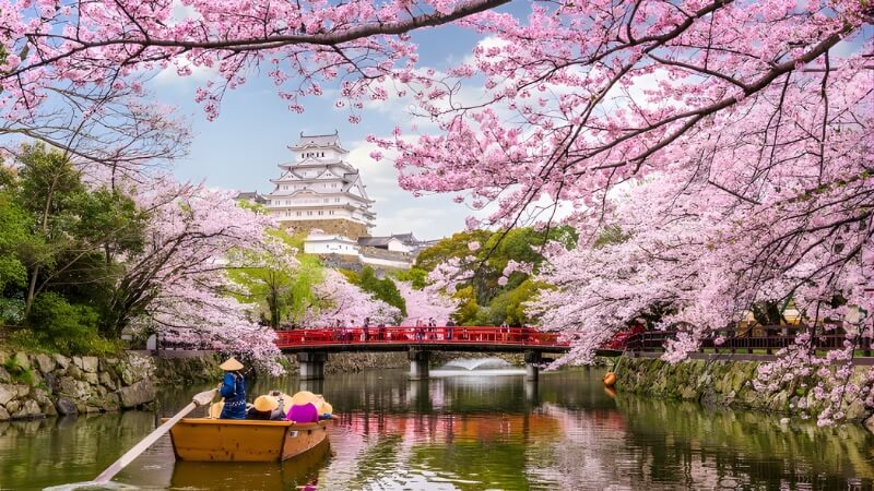 Bảng lịch dự báo hoa anh đào Nhật Bản theo tháng