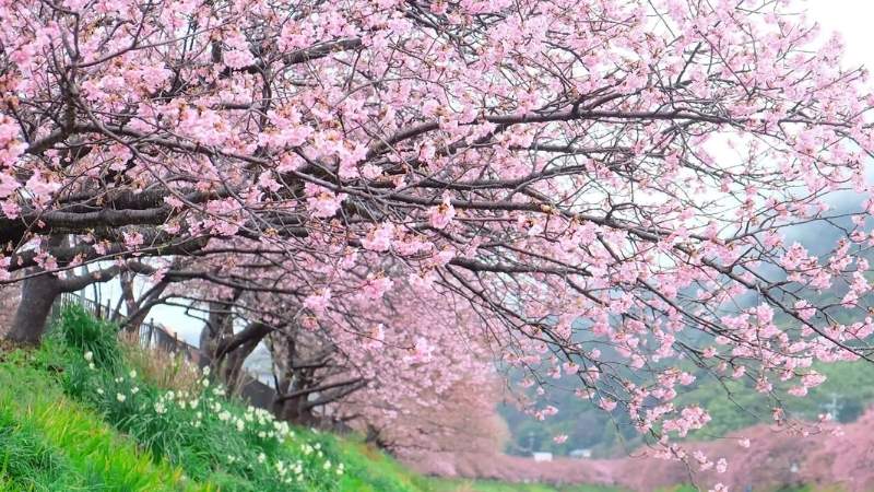 Nên đi sáng sớm để tránh đông, xem dự báo Sakura và chọn các công viên ngoại ô