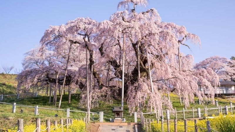 Công viên Miharu Takizakura