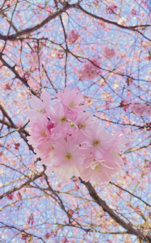 Top địa điểm ngắm hoa anh đào Nhật Bản đẹp nhất 2026