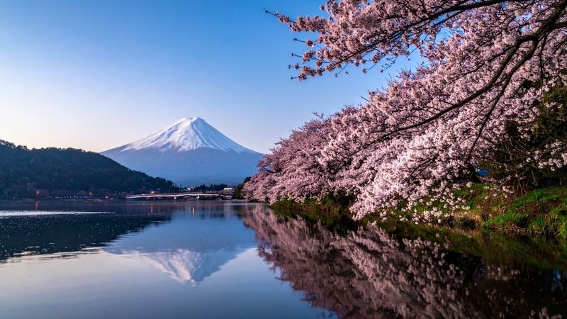 Thời điểm đẹp nhất là từ cuối tháng 3 đến đầu tháng 4 khi hoa nở rộ rực rỡ nhất