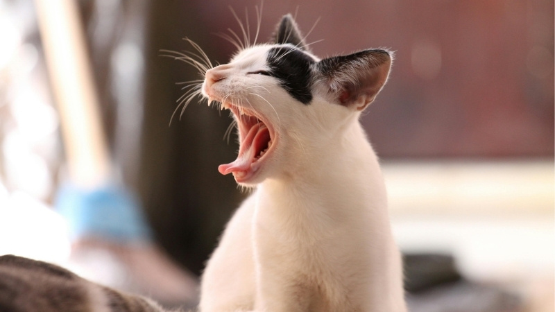 Stt cá tháng 4 bá đạo