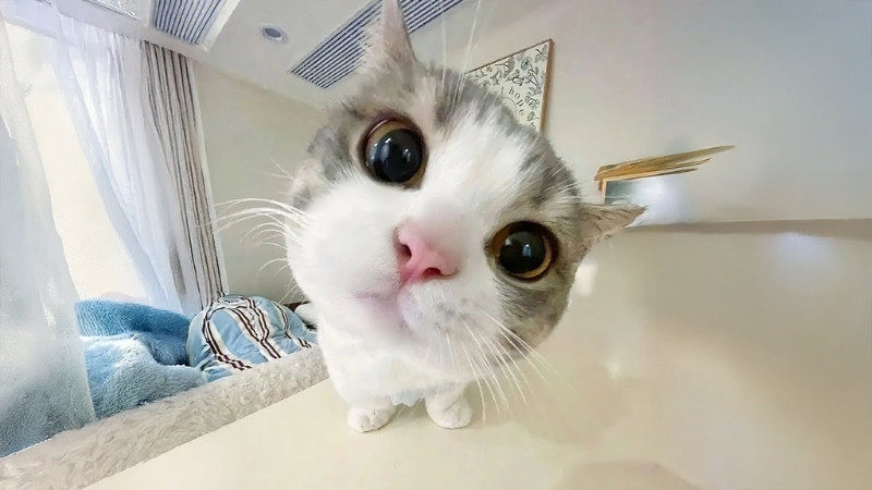 Stt thả thính ngày cá tháng tư