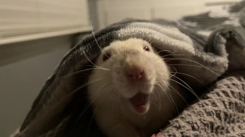 Bạn nên đăng những stt có nội dung bất ngờ nhưng vô hại