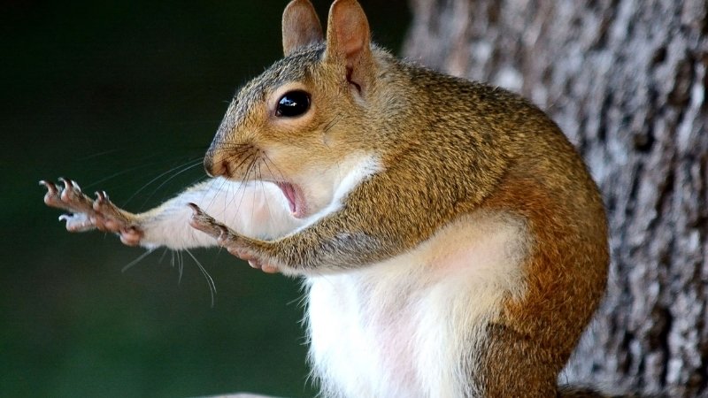 Stt tỏ tình giả