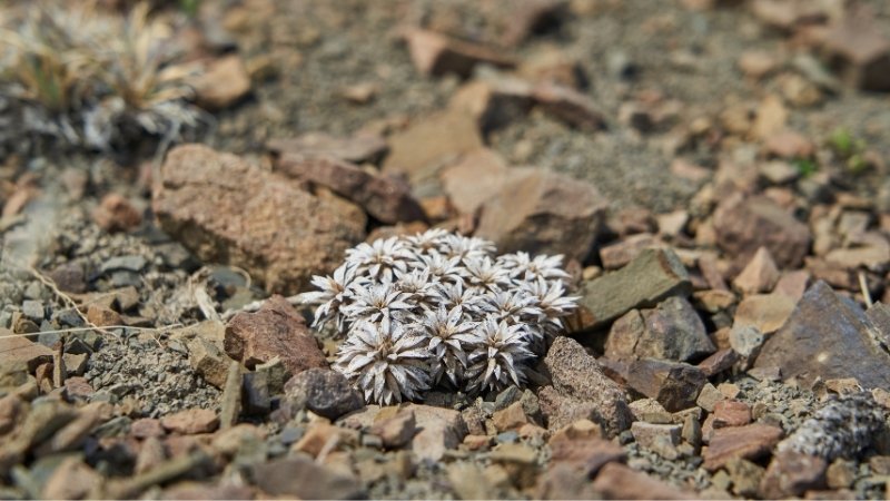 Nghịch cảnh nan tòng - Vượt qua nghịch cảnh