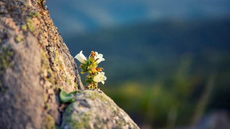 Vì châm ngôn Hán Việt súc tích, giàu tính triết lý và mang âm hưởng trang trọng, sâu sắc