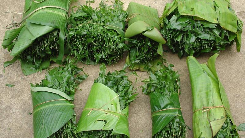 Mua rau sắng ở đâu?