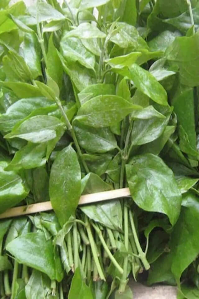 Rau sắng là gì? Tất tần tật về loại rau đặc sản núi rừng