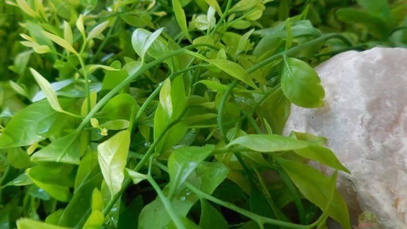 Đặc điểm nhận biết rau sắng