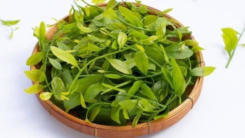 Công dụng của rau sắng đối với sức khỏe