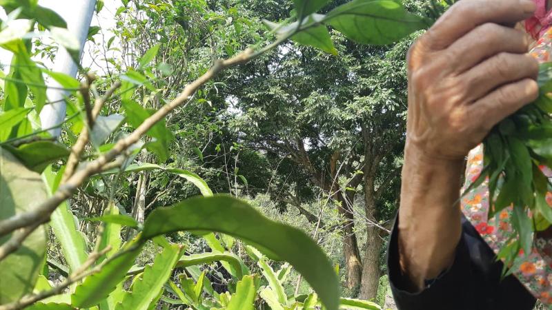 Rau sắng là loại rau rừng quen thuộc với người Việt