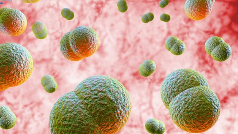 Vaccine viêm màng não mô cầu Vaccine viêm màng não mô cầu