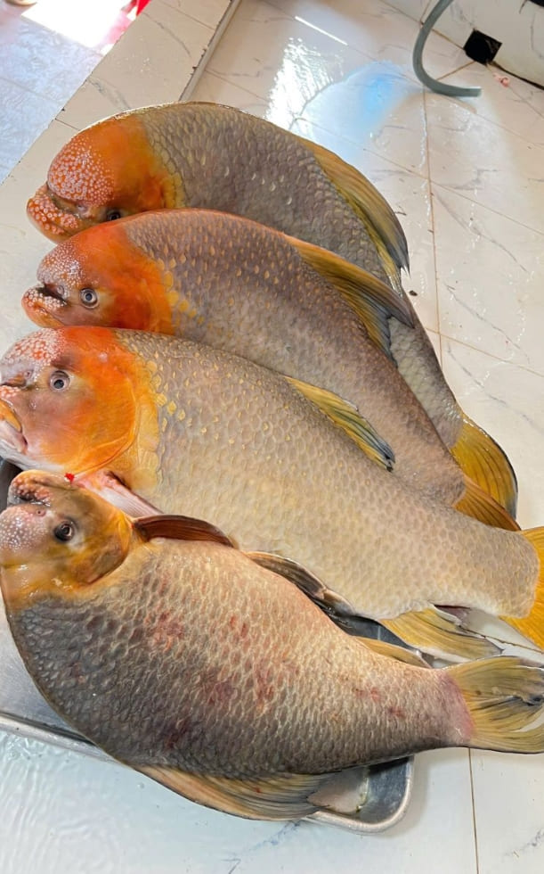 Cá Anh Vũ là gì? Vì sao được mệnh danh “tiến vua” và giá đắt đỏ