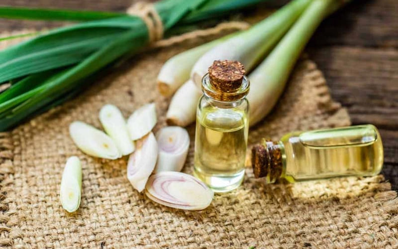 Tự làm tinh dầu sả chanh tại nhà đơn giản, hiệu quả.
