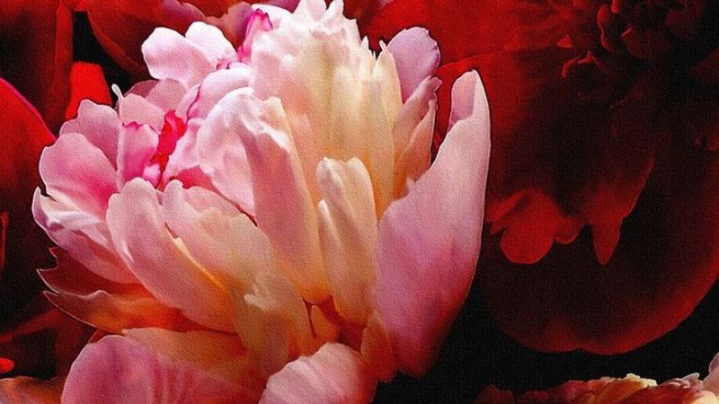 Hình nền hoa mẫu đơn thu hút tài lộc 6