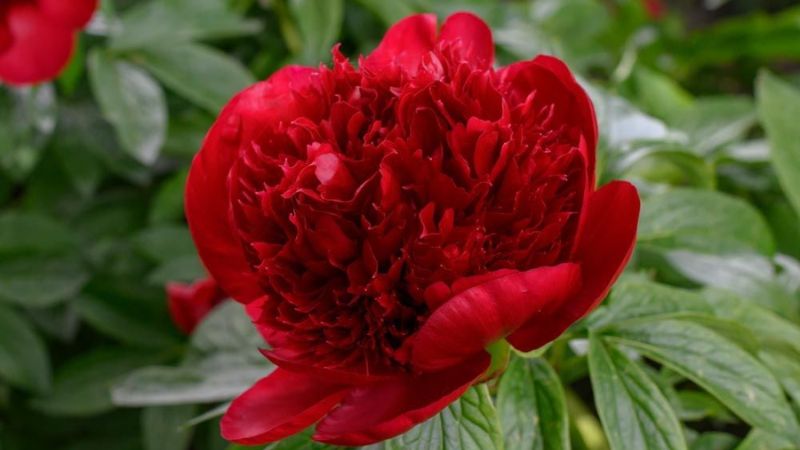 Hoa mẫu đơn đỏ (may mắn) 1