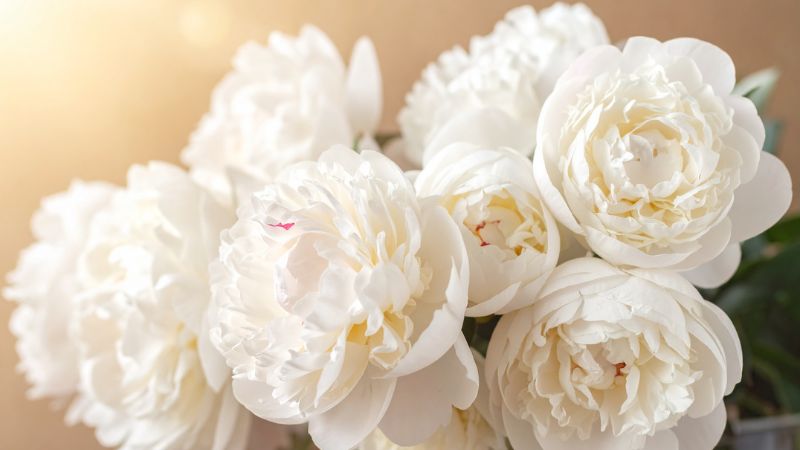Hoa mẫu đơn trắng (thuần khiết) 5