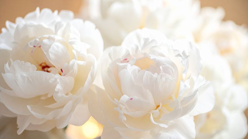 Hoa mẫu đơn trắng (thuần khiết) 4