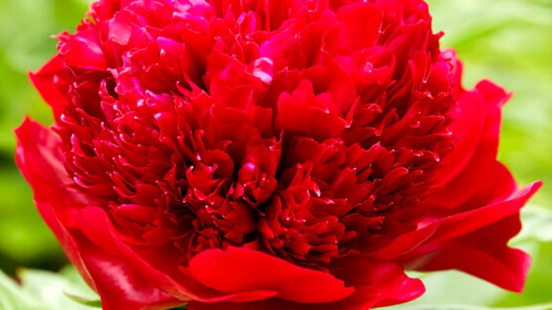 Hoa mẫu đơn đỏ (may mắn) 2