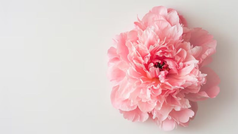 Hình nền hoa mẫu đơn 3D 8