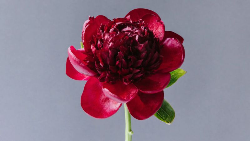 Hoa mẫu đơn đỏ (may mắn) 3