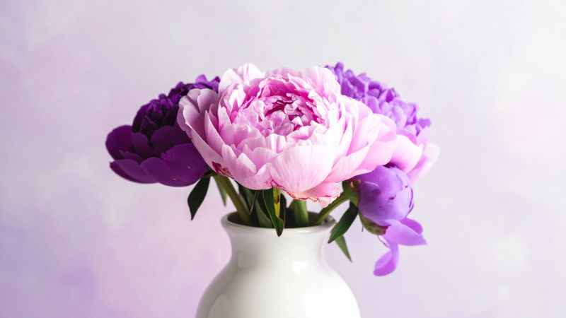 Hoa mẫu đơn tím (quý phái) 3