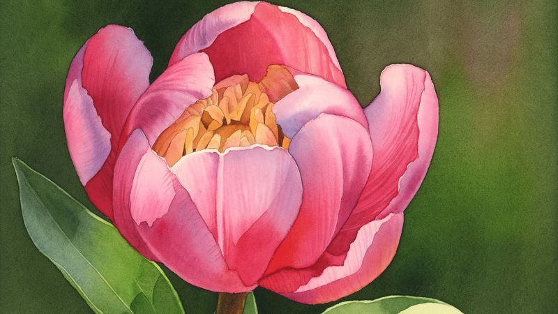 Tuyển chọn hình nền hoa mẫu đơn sang trọng, ý nghĩa may mắn