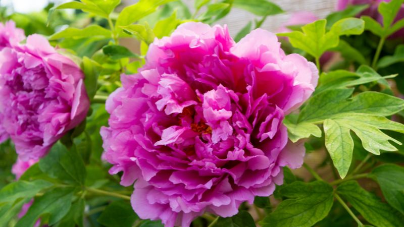 Hoa mẫu đơn hồng (tình yêu) 1