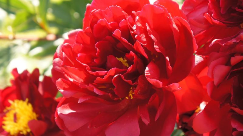 Hoa mẫu đơn đỏ (may mắn) 5