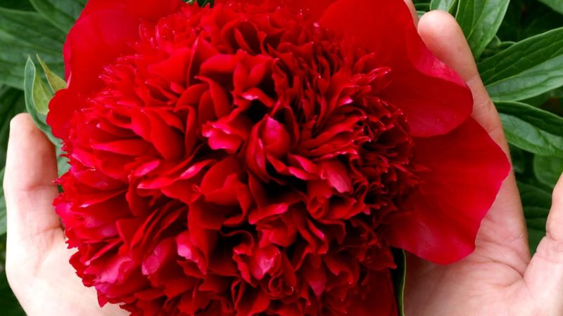 Hoa mẫu đơn đỏ (may mắn) 4