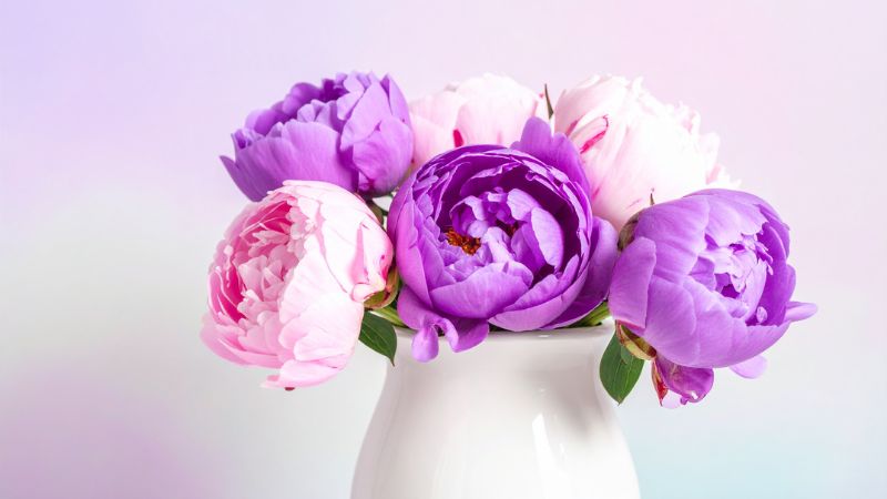 Hoa mẫu đơn tím (quý phái) 1