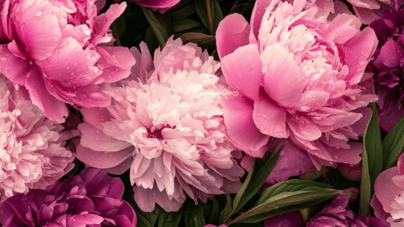 Hình ảnh hoa mẫu đơn thu hút tình duyên 3