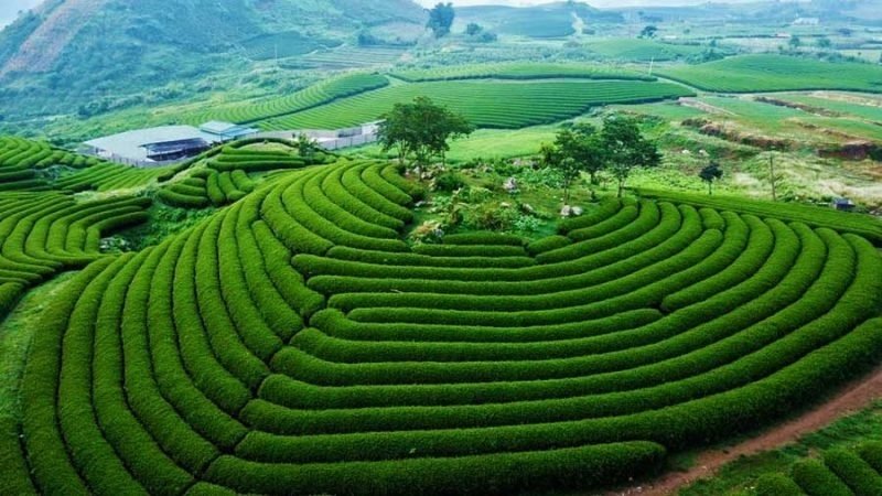 Mộc Châu Mộc Châu
