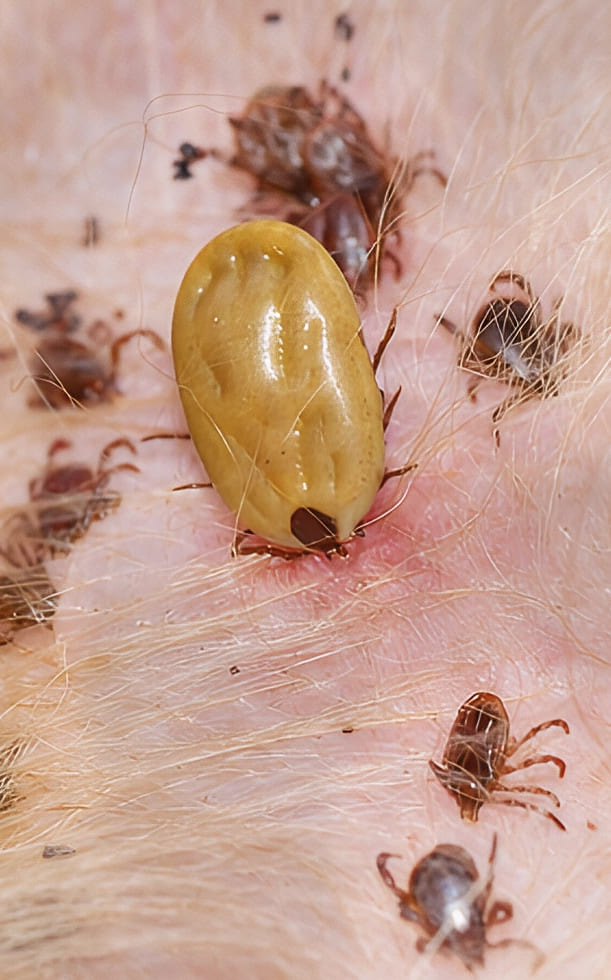 Ve chó có cắn người không? Có nguy hiểm không và cách phòng tránh