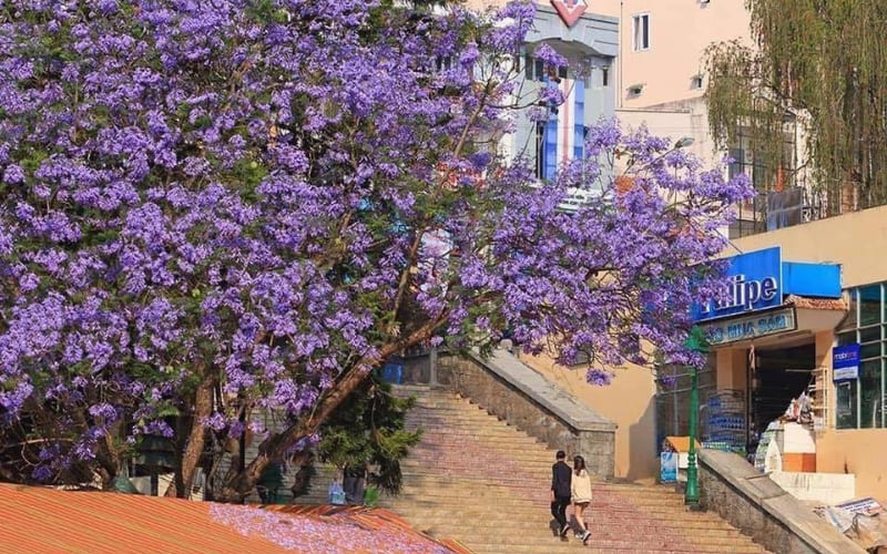 Thung Lũng Tình Yêu khoe sắc hoa tím thơ mộng.